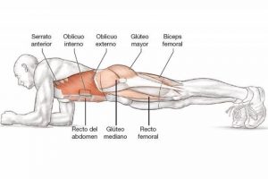 muscle gainage
