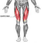 quadriceps